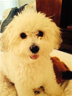 maltipoo-curly-hair